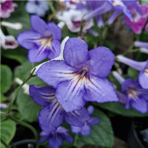 Streptocarpus 'Tanya'